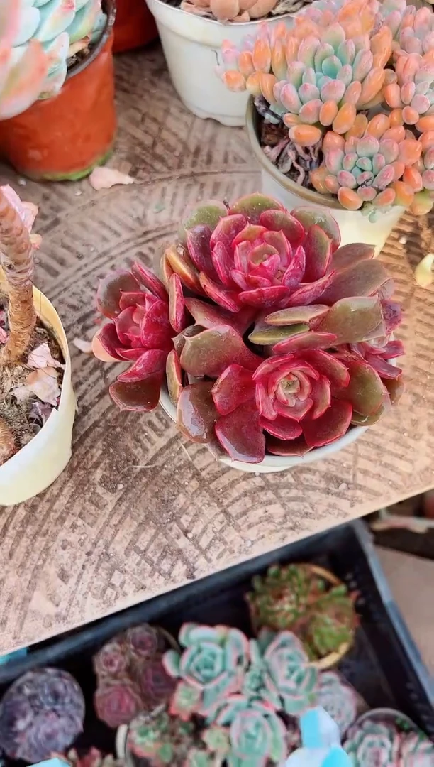 宜*❶多肉植物一物一拍17194