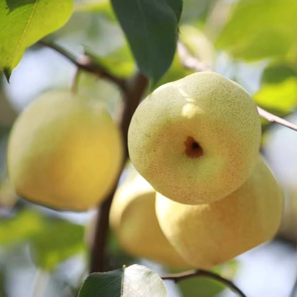 新鲜应季砀山酥梨皮薄多汁果肉细腻解暑水果