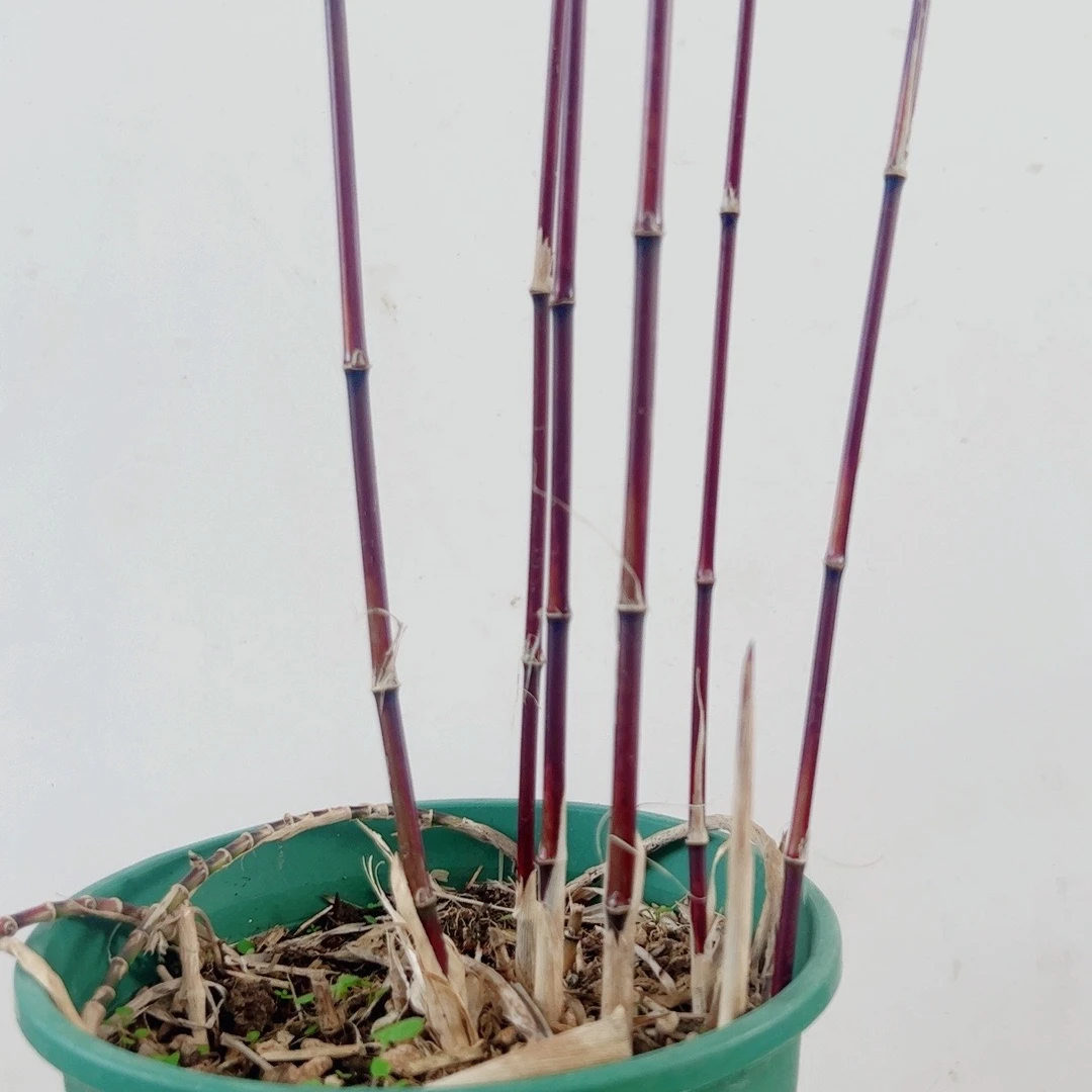 正宗名品高档紫寒竹绿植书房客厅办公室桌庭院冬天紫色夏天绿色