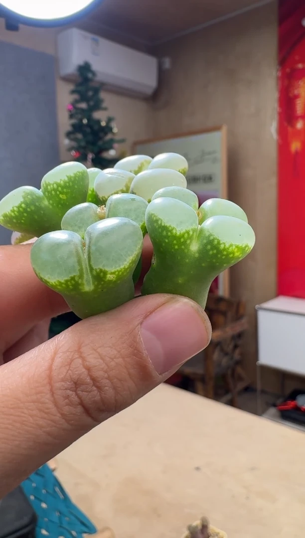 【闪购商品】19-51酱紫芸苔一颗