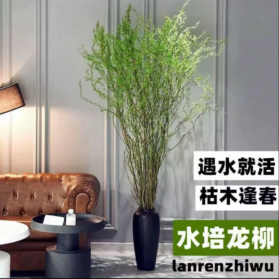 家居摆件装饰网红水培鲜活龙柳室内客厅摆放观赏好养易活绿植
