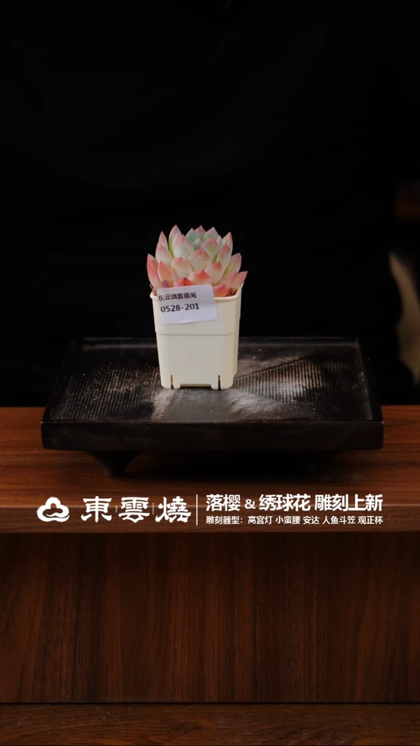 0528-201 福利 肉肉随机一只