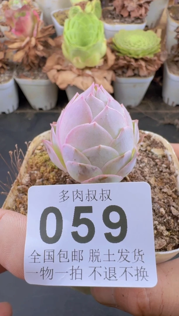 山地玫瑰  黄金--059