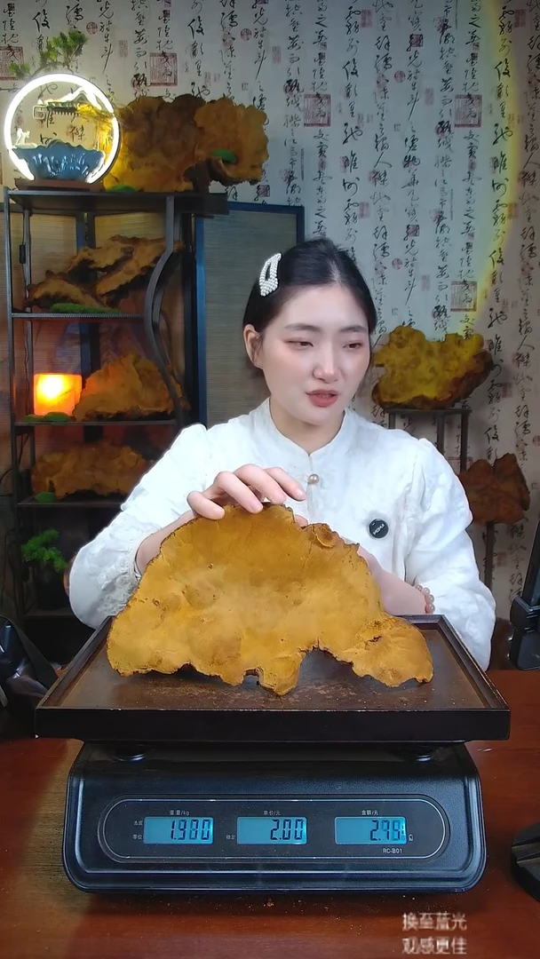 松针层孔菌中国大陆【藏区 野生】松树桑黄（2.67斤）40-50年份