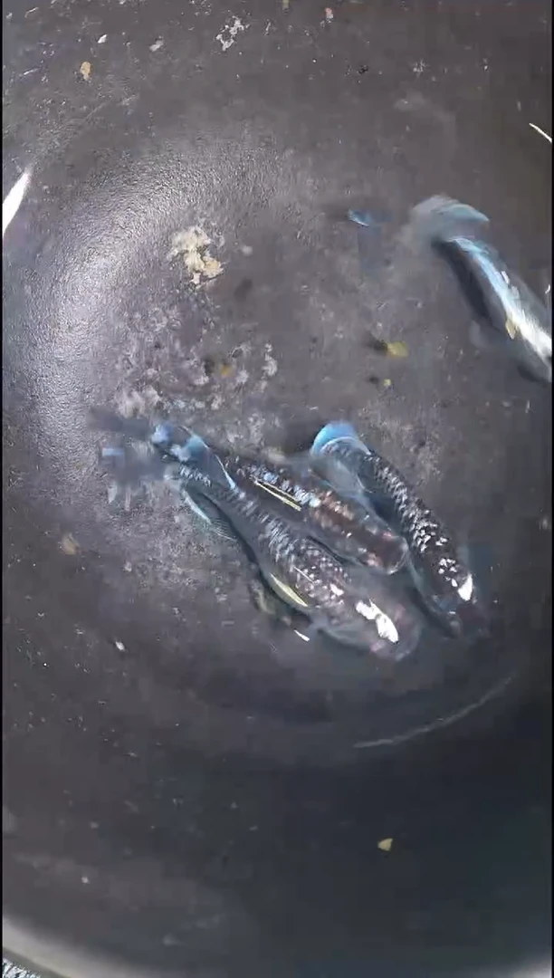 青鳉鱼观背青鳉19