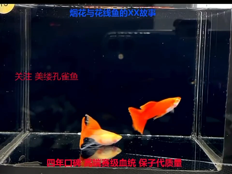 孔雀鱼花线全红大C福利1对