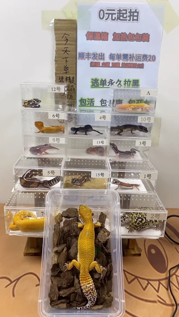 豹纹守宫豹纹守宫幼苗亚成体成体肥尾