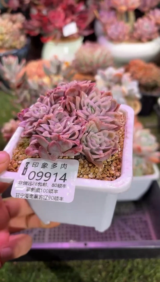 【闪购商品】09914