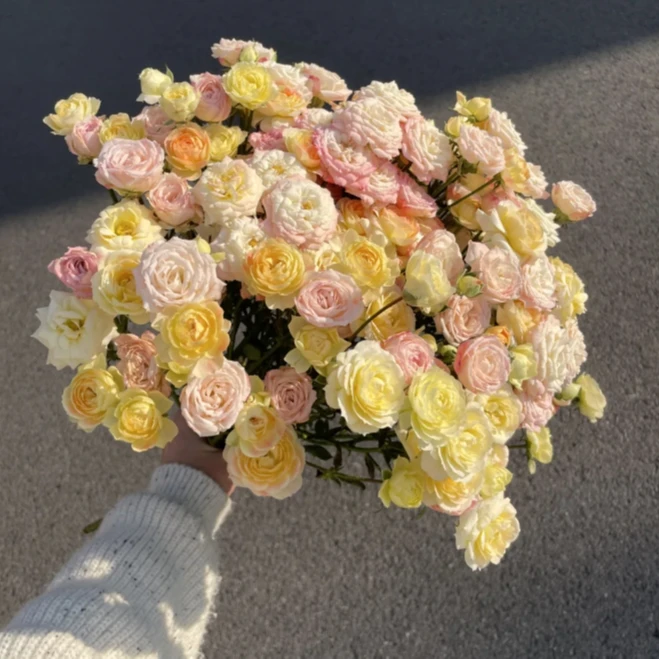 【探花甄选】簪花笑稀有多头玫瑰  任意两单顺丰冷链包邮