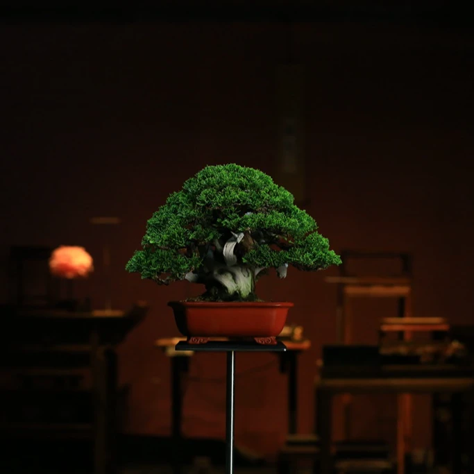 系渔川真柏盆景盆栽    1538#