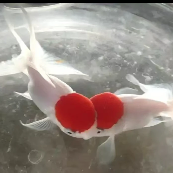 精品鸿运当头金鱼红狮头丹顶红冷水观赏鱼好养耐活