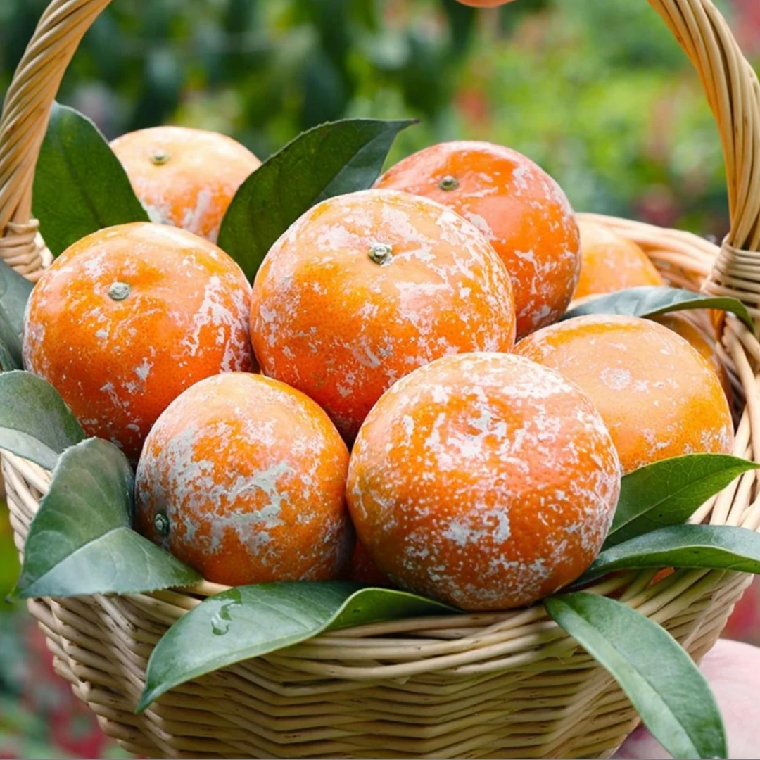 【大全彩虹专属】广西茂谷柑石灰柑新鲜现摘净重4.8-5斤