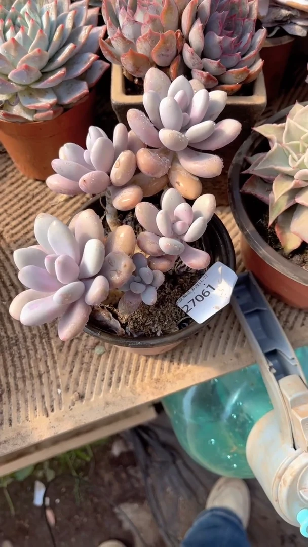 呢*跃跃精品多肉27061