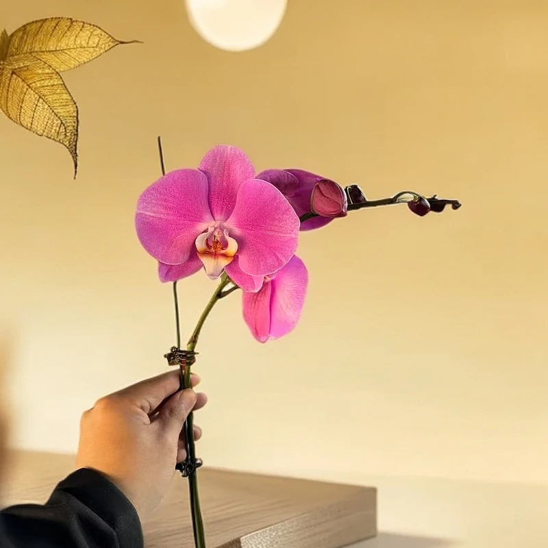 【小陈】高品质（梦幻女郎）蝴蝶兰带花带花苞