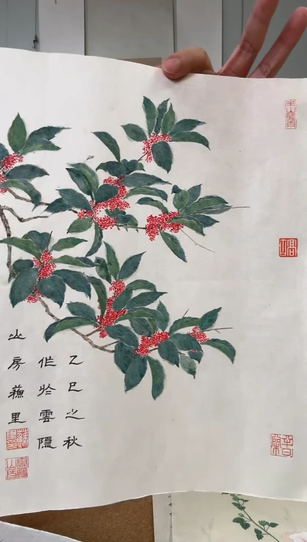 书法苏里 桂花 软片