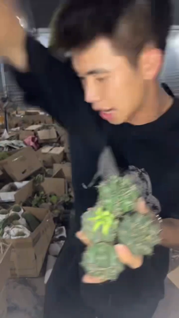 5颗 实生根 绯花玉 3-5cm