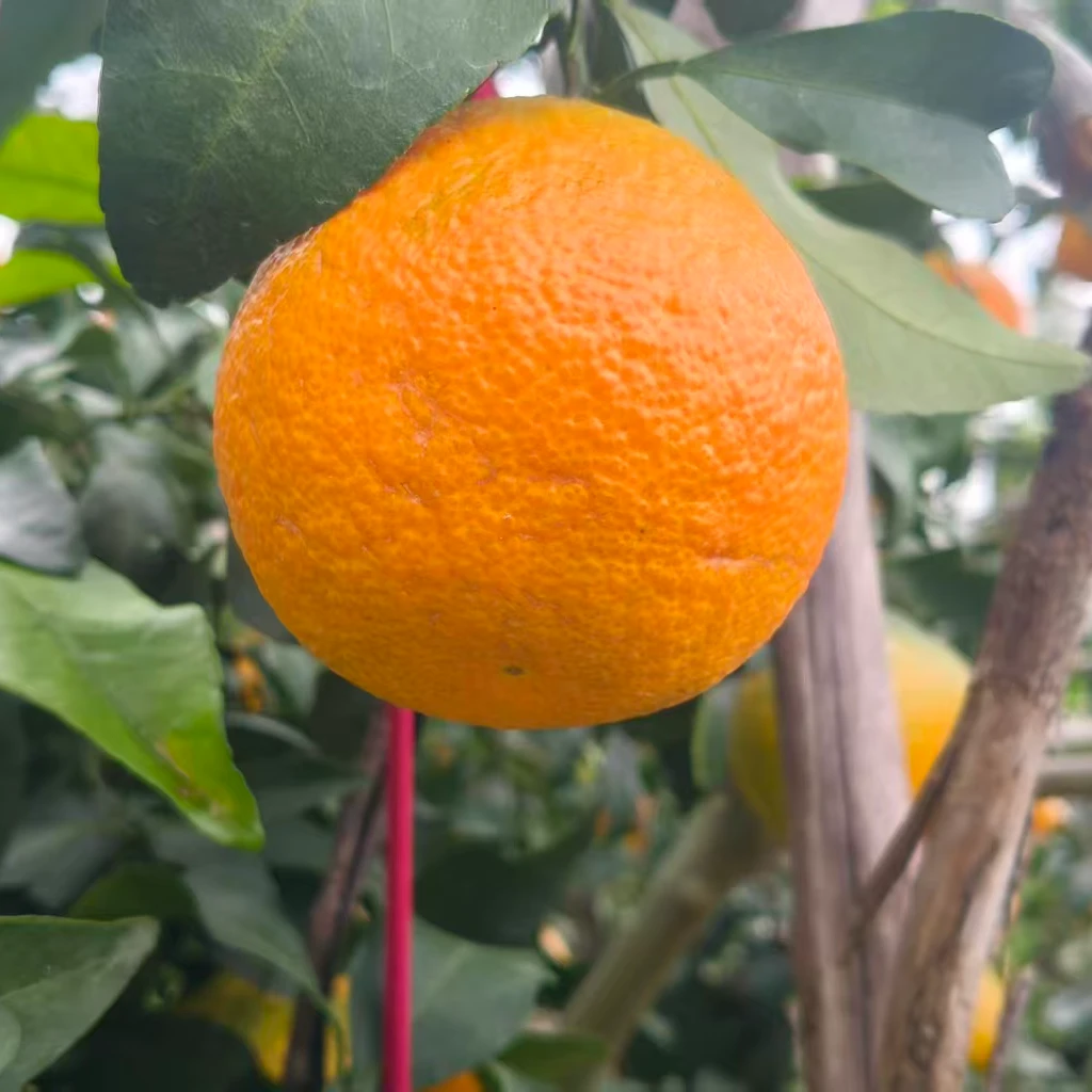 原产地现摘现发红美人泉水柑果冻橙入口即化九甜一酸大果