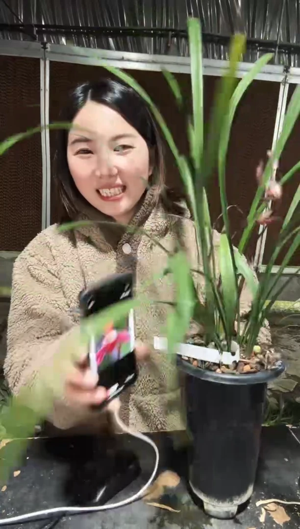 无花朵紫凝2苗 建兰