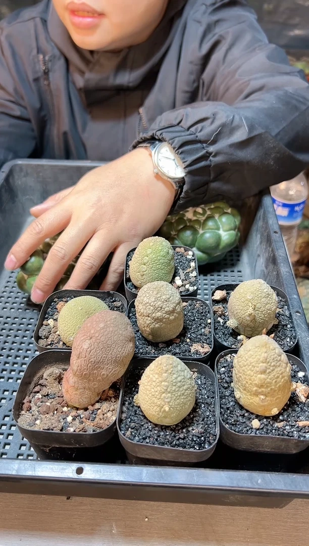 【闪购商品】实生凝蹄玉3公分带盆