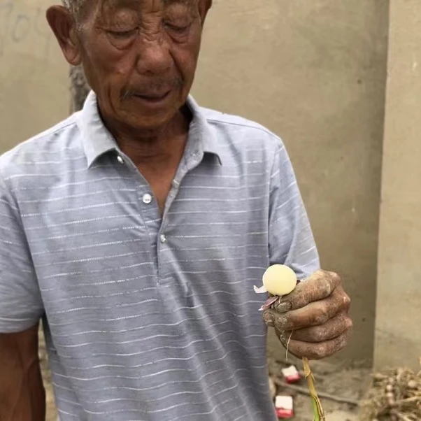 【精选独头】宝坻独头蒜30头一辫村民菜园自种吃着放心【京东包邮】