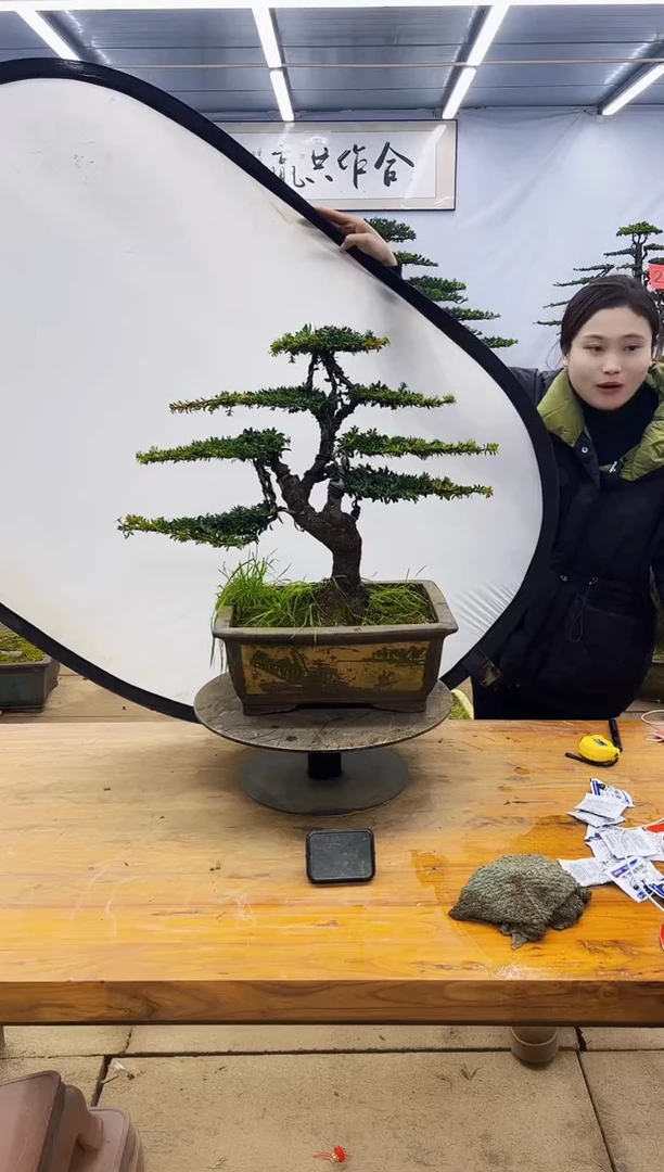 【闪购商品】高端盆景一物一拍，所见即所得