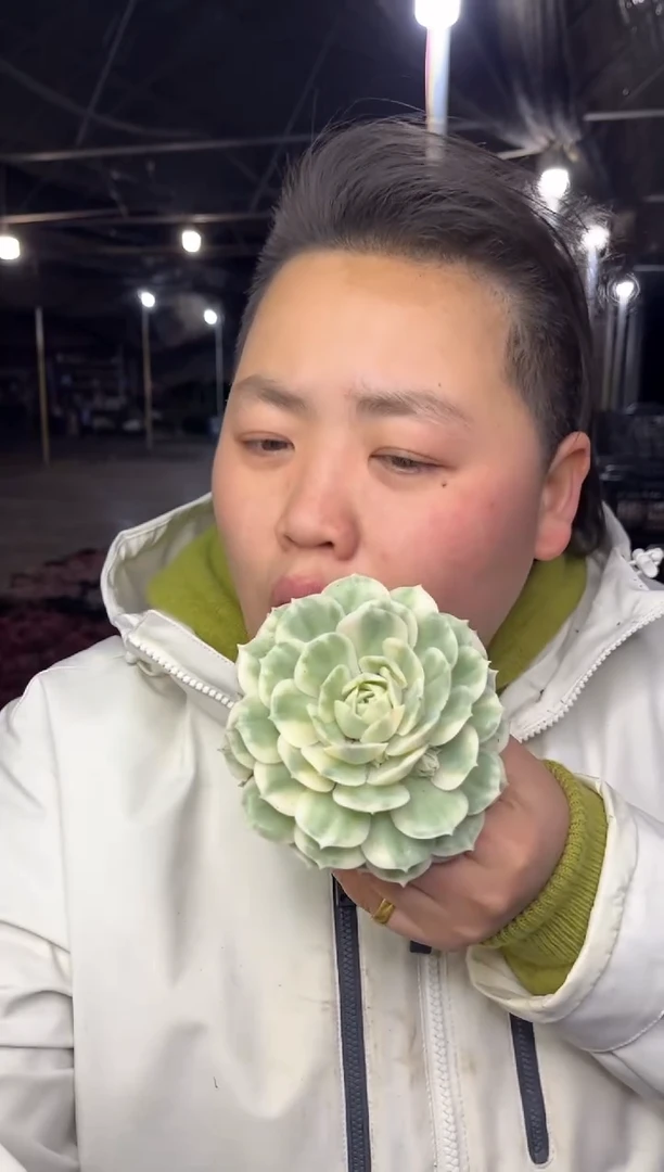 【闪购商品】66-昂斯诺锦10cm7.8