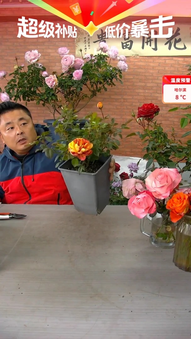 当前无花朵，栽培后可花朵果汁飞溅