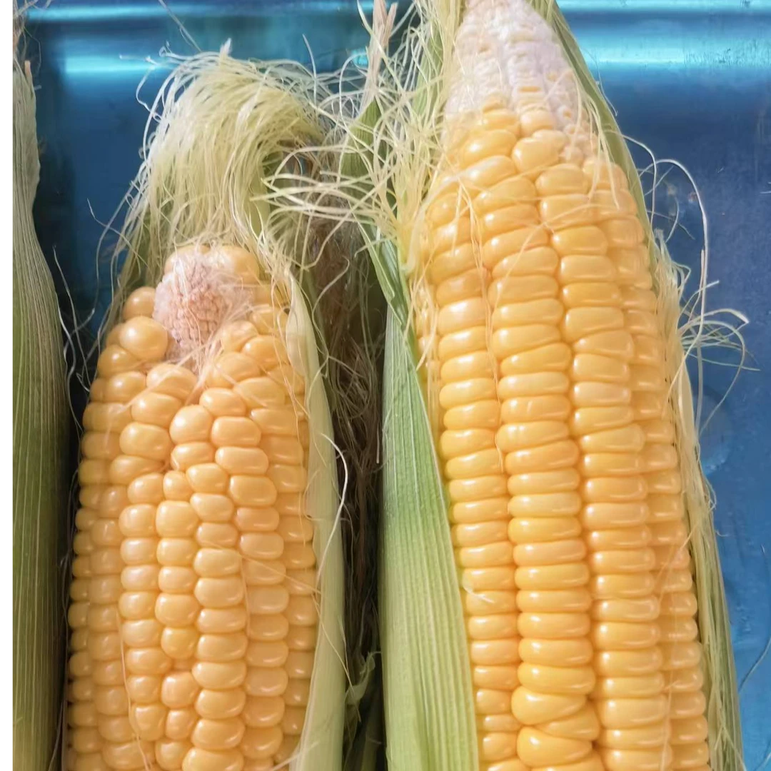 云南水果玉米元谋当季甜玉米新鲜小玉米脆甜爆浆单根200-300克