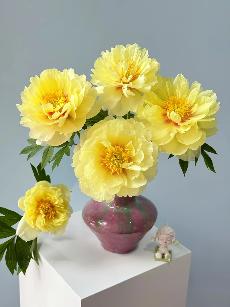 【一日美人丨芭茨拉】山东黄色芍药鲜花顺丰包邮牡丹花鲜切花