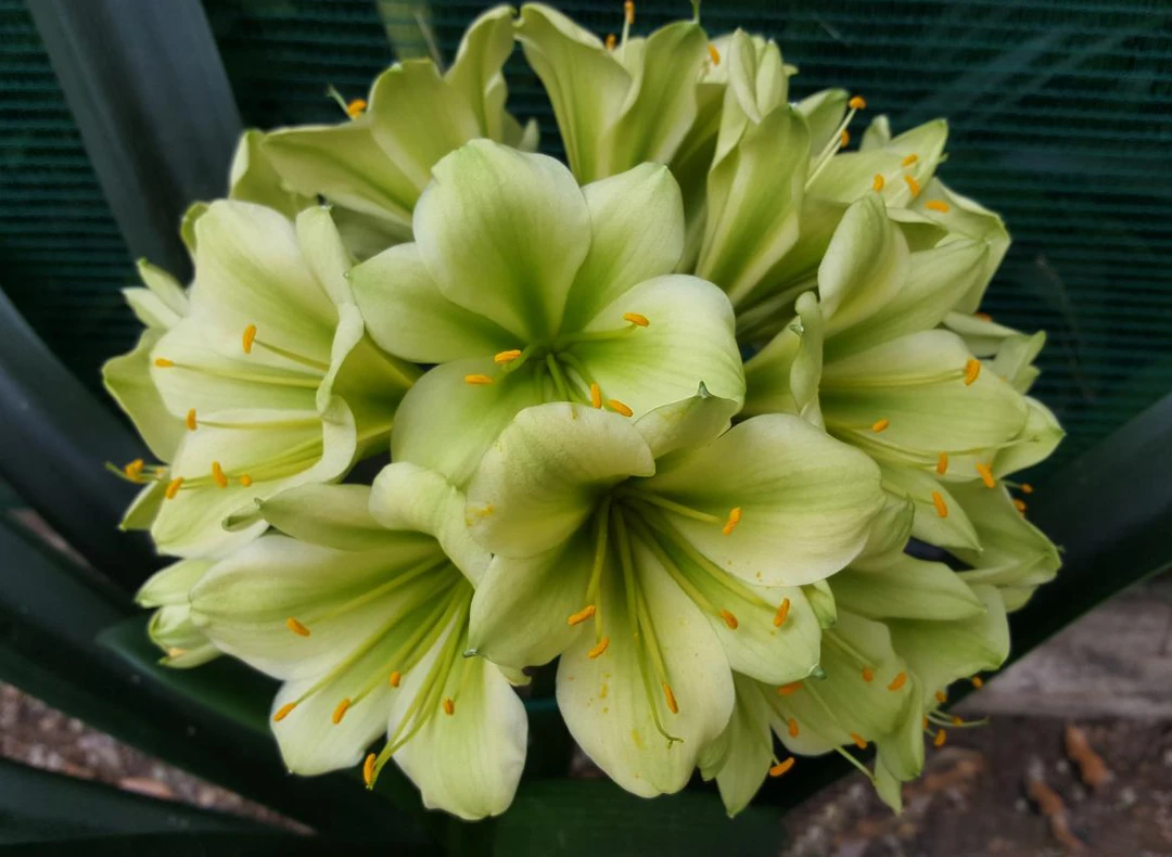 绿花君子兰年底开花