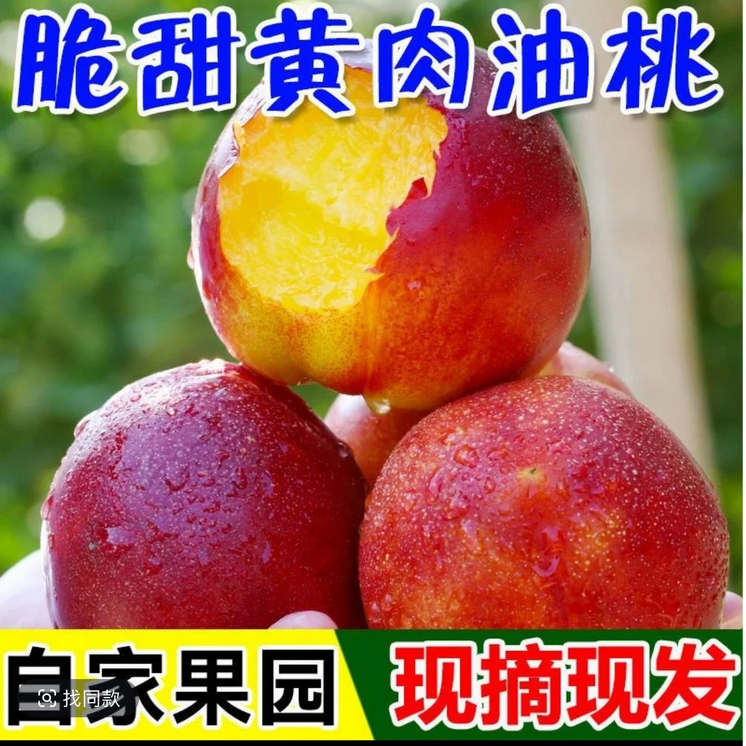 【2025年头茬果】湖北露天老树黄肉油桃农家自种脆软两吃