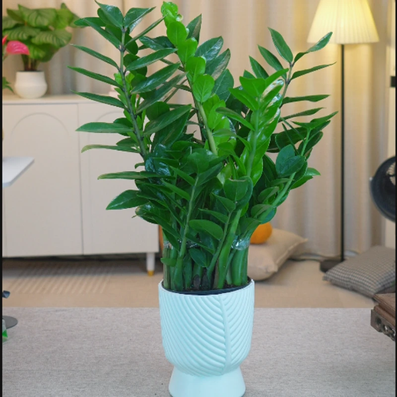 精品金钱树盆栽室内植物客厅好养乔迁开业绿植花卉钱串子招财