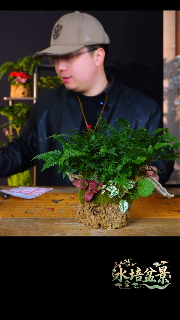 石云社一物一拍组合盆栽11