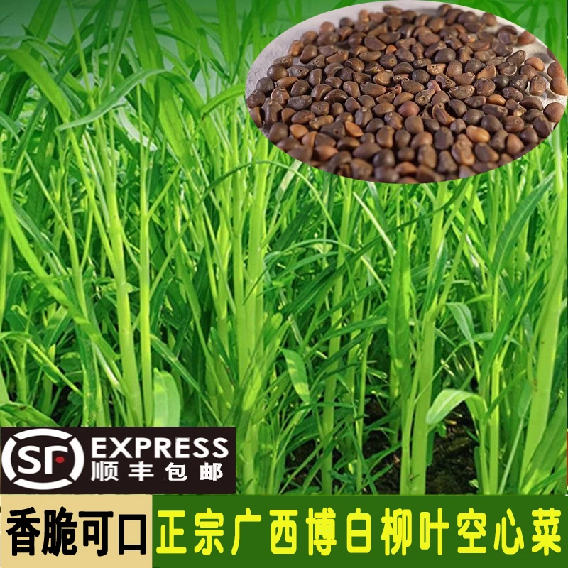 博白柳叶空心菜种子种苗小叶细叶半青白梗通心菜雍菜籽蔬菜苗秧苗