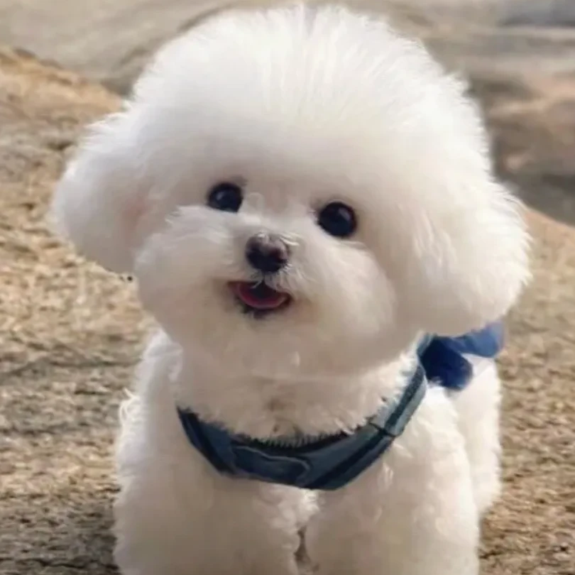 【小冮专属】狗狗活体一狗一价拍前咨询