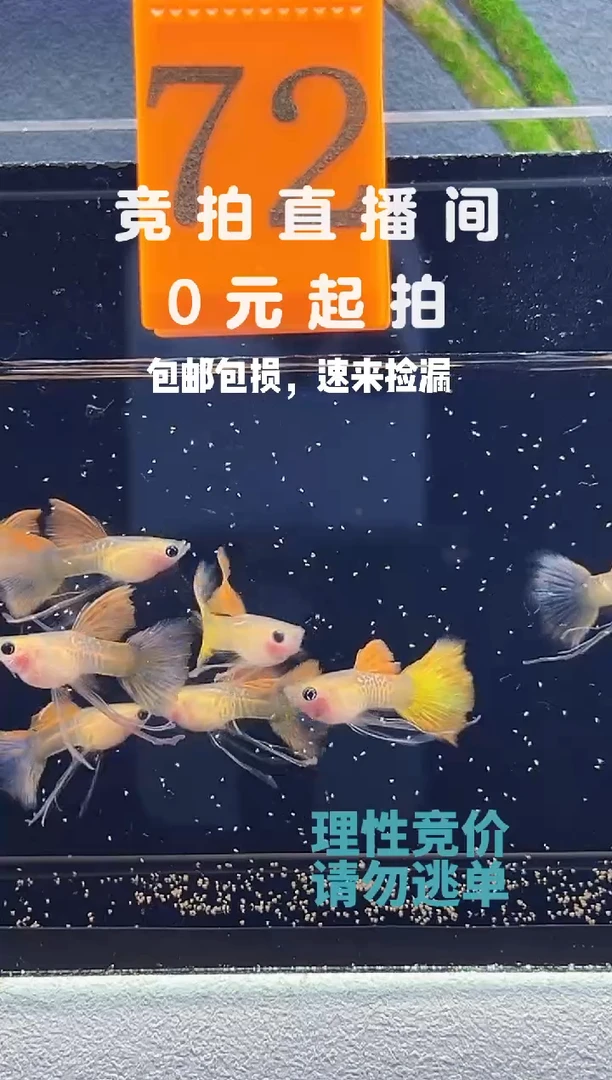 孔雀鱼新品长公一组编号72