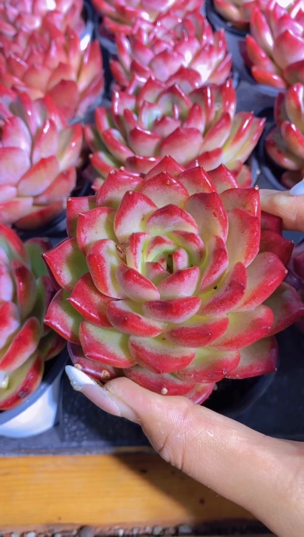 A352-夜魔侠大母本7cm带盆土（量拍