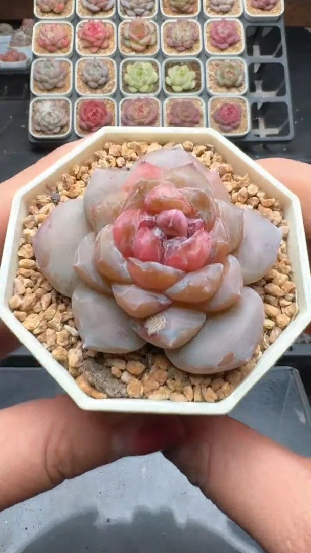 【闪购商品】800号珍妮多肉一物一拍3单包邮