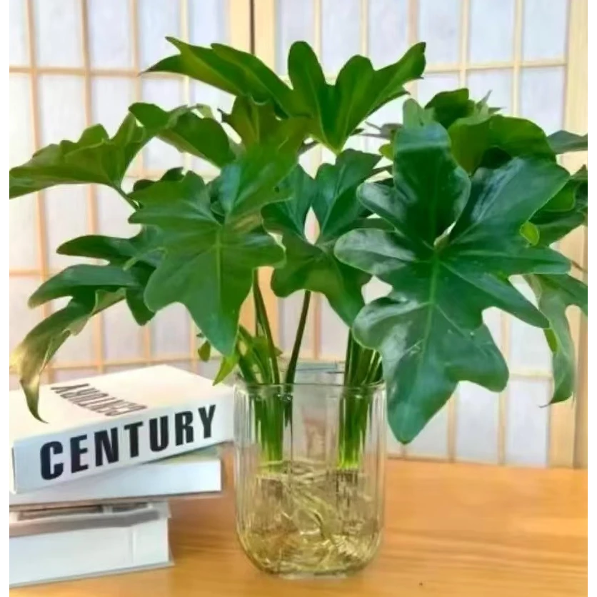 春羽水培植物盆栽客厅办公室内桌面好养绿植水养春雨龟背竹吸甲醛