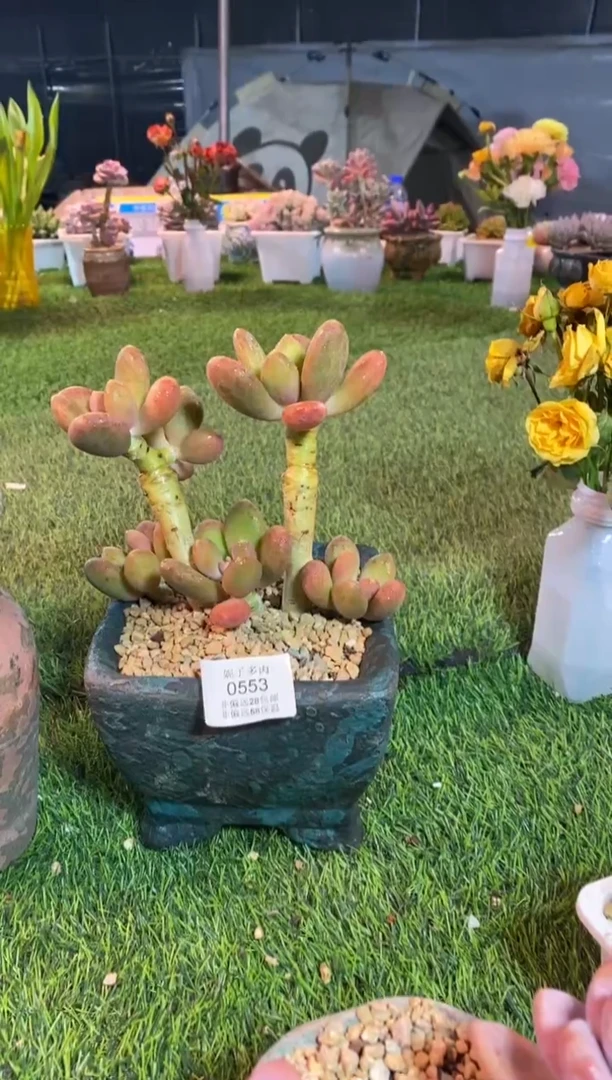 【闪购商品】0553a