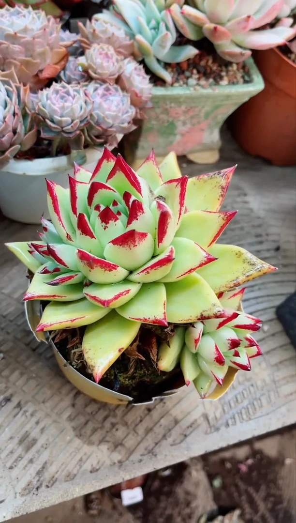 【闪购商品】14045