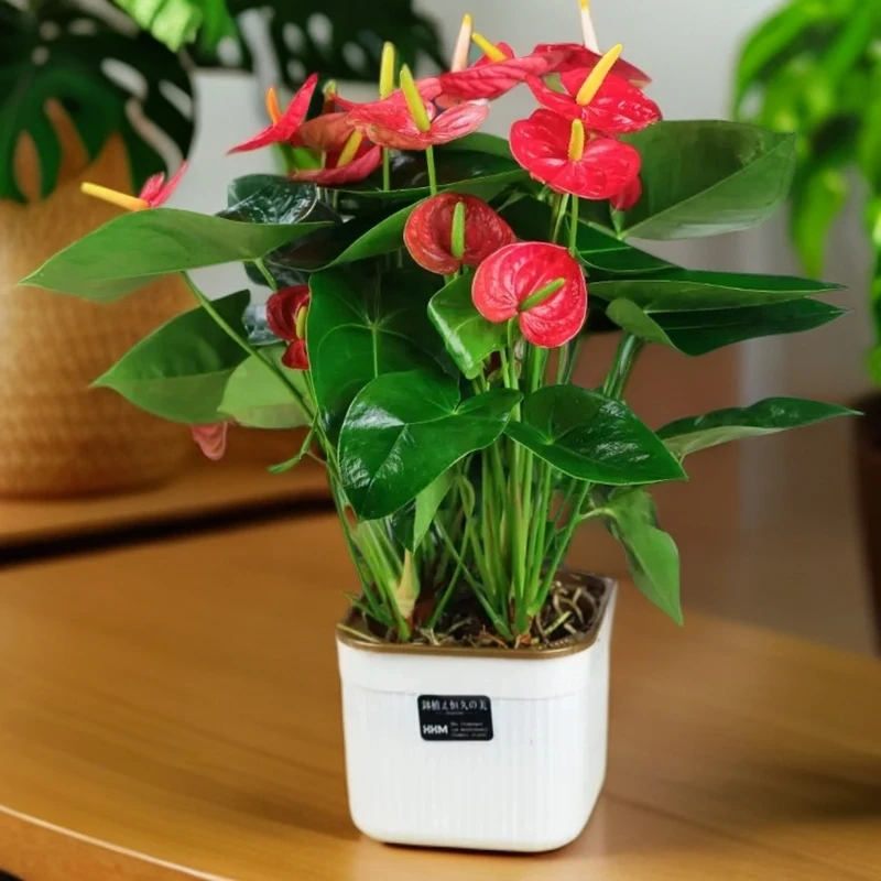 【红红火火】红掌盆栽带花苞四季开花绿植花卉室内30—40cm基地直发