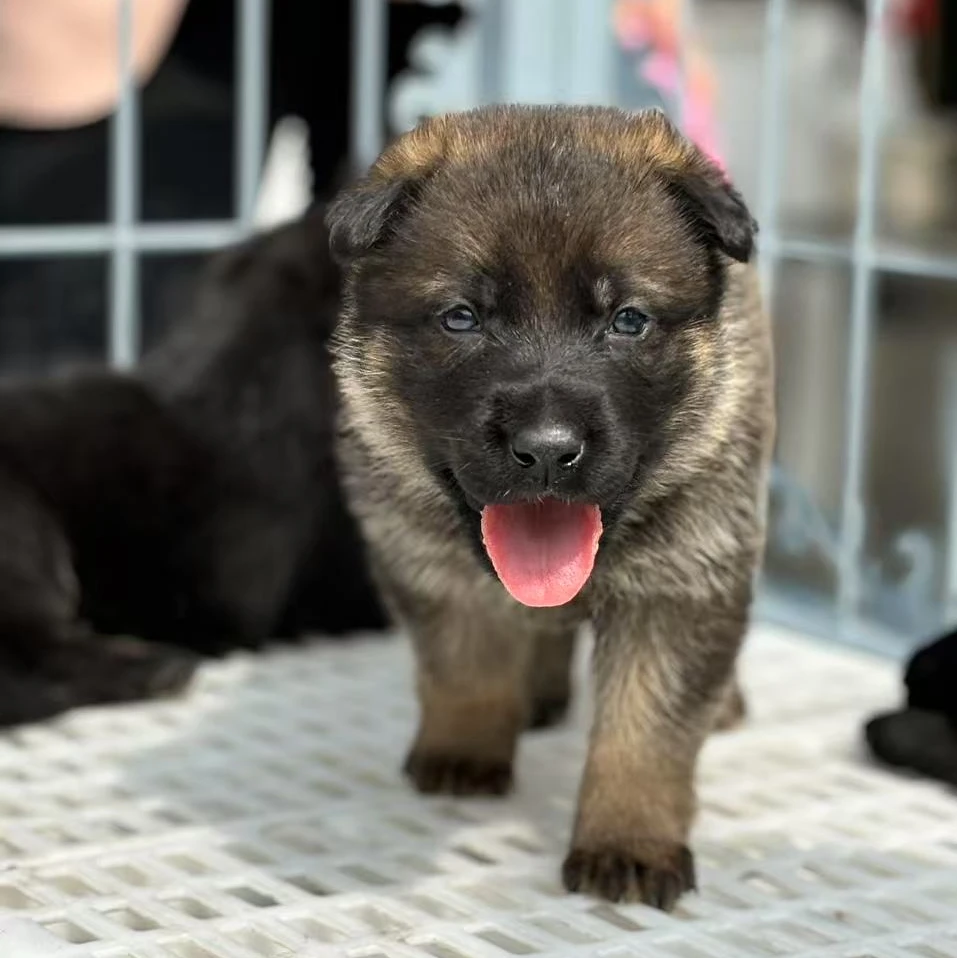 【超越巅峰名犬】德国牧羊犬 东德 活体 幼犬狗狗