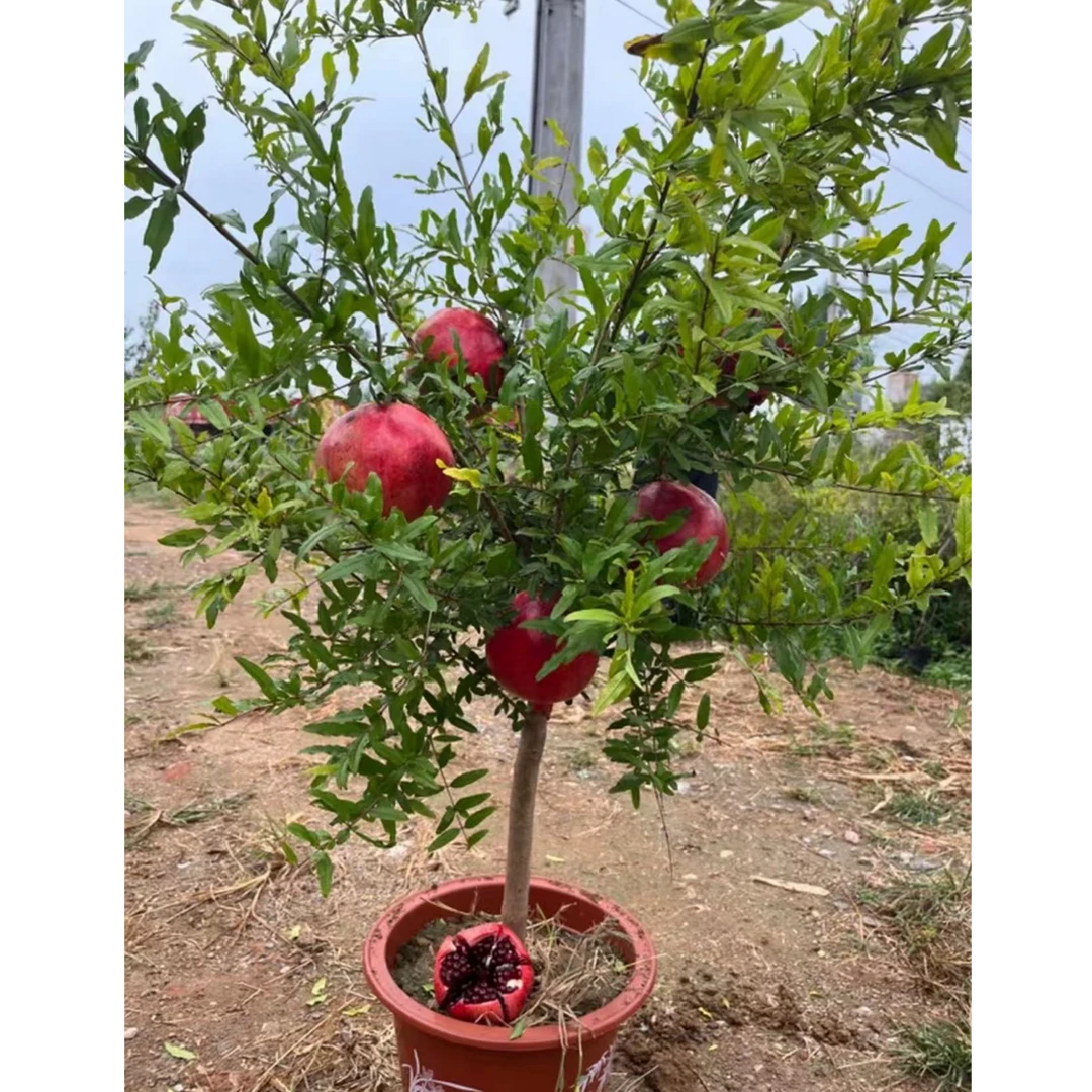 大果紫玉甜石榴带盆带果