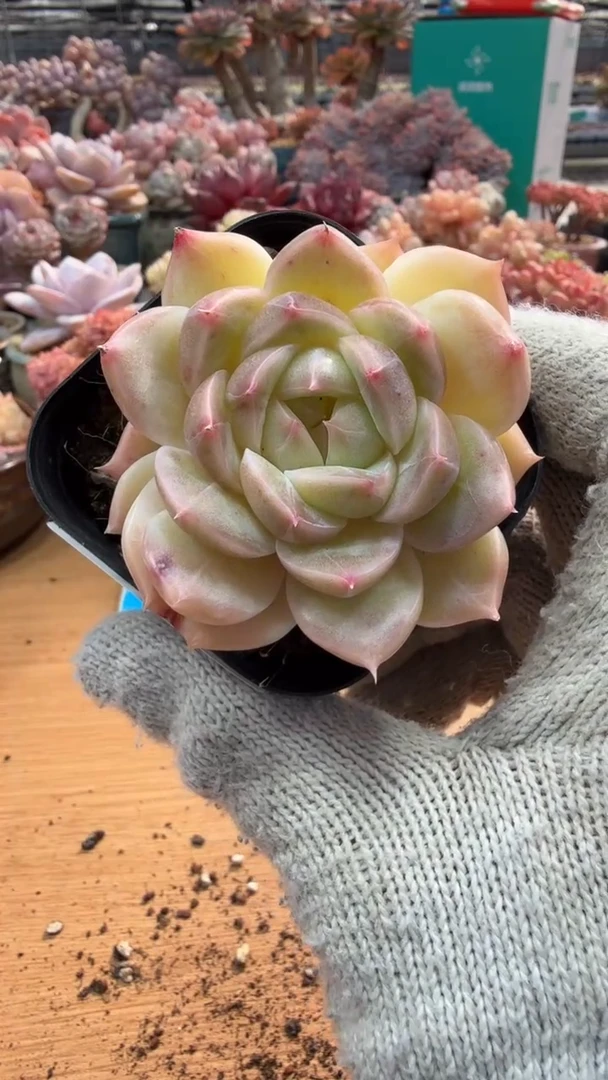 东云多肉园三店-84