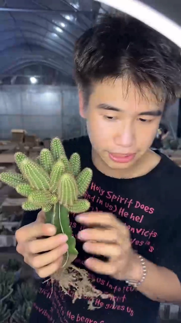 多头 白檀【嫁接】