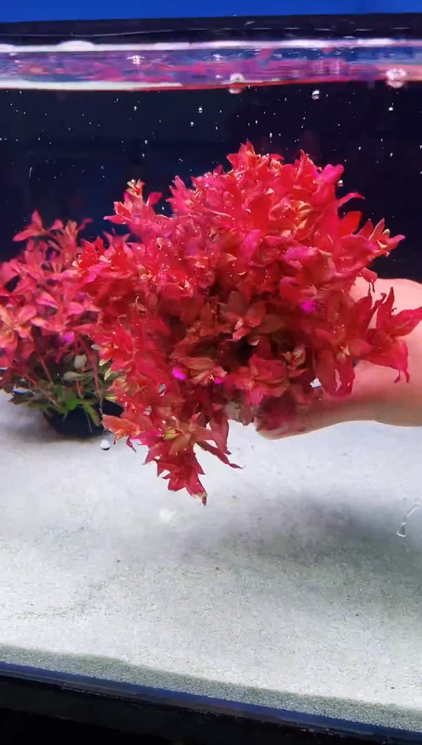 粉红蝴蝶 红草福利