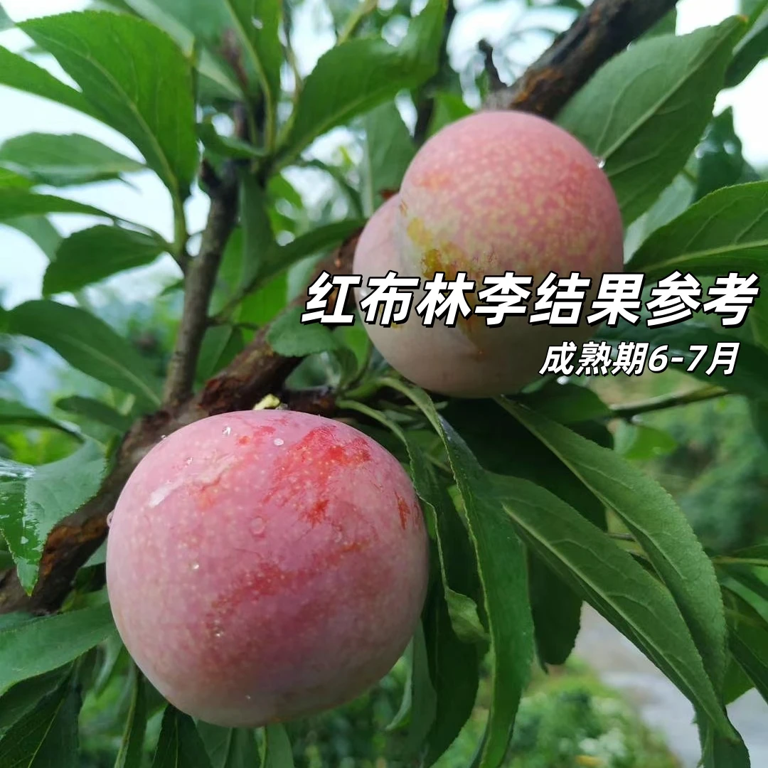 嫁接红布林李子树苗大果新品种嫁接果树苗耐寒南北方种植当年结果