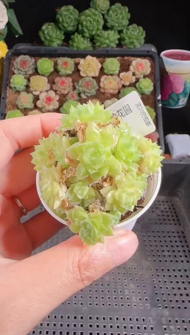 肉气球1028-76麦秆