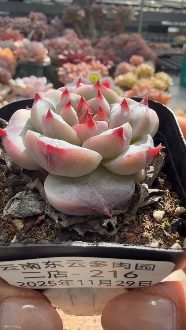 东云多肉园二店-216